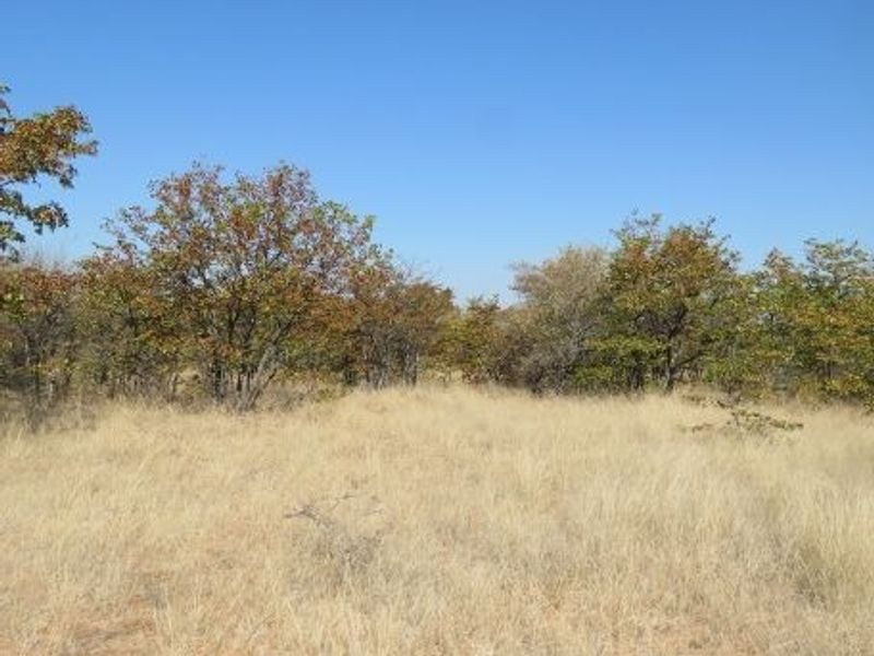 An open landscape view featuring dry grassland and native trees, characteristic of the surrounding farm terrain.