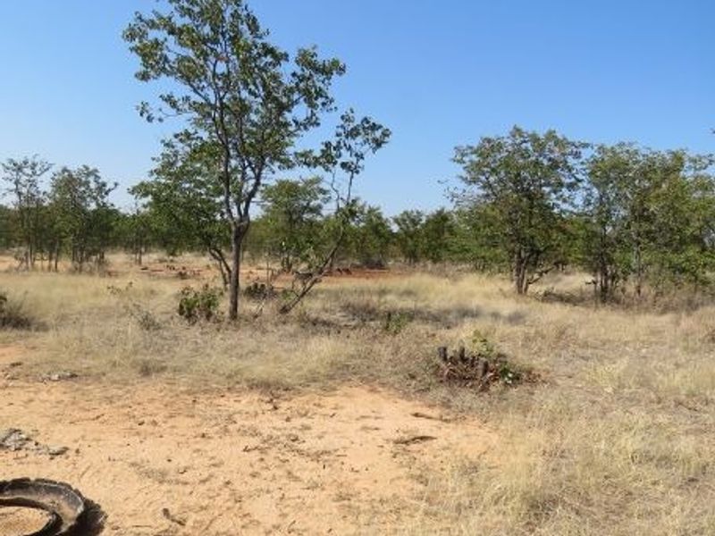 An expansive view of the natural farm landscape featuring indigenous trees and dry grassland terrain.