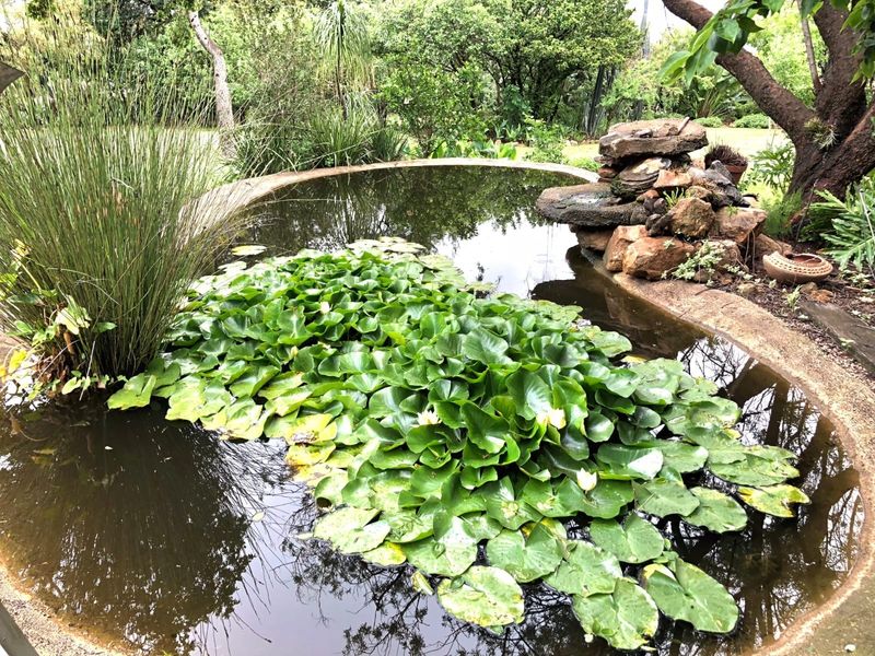 A tranquil ornamental garden pond featuring a natural rockery water feature and established aquatic plants, set within a lush, mature garden environment.