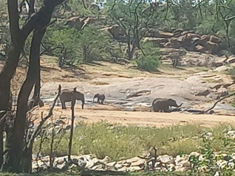 A scenic view of the natural landscape featuring wild elephants in their habitat, showcasing the property's expansive and tranquil outdoor surroundings.