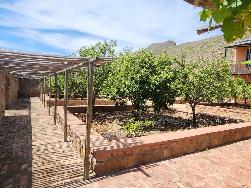 Olive and guest farm for sale between Worcester and Robertson - Photo 8