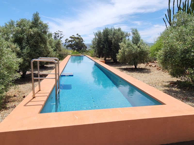 Olive and guest farm for sale between Worcester and Robertson - Photo 6