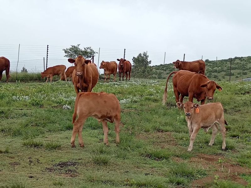 Executive livestyle farm for sale - Photo 4
