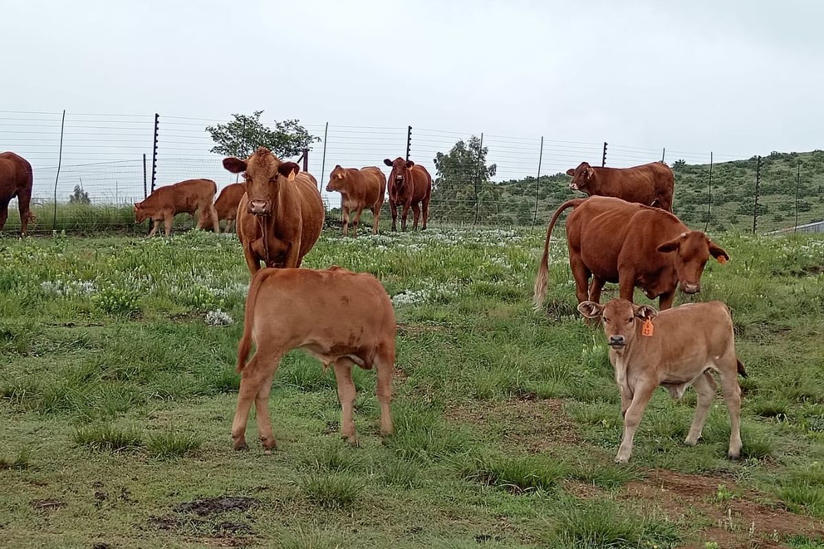 Executive livestyle farm for sale - Photo 4