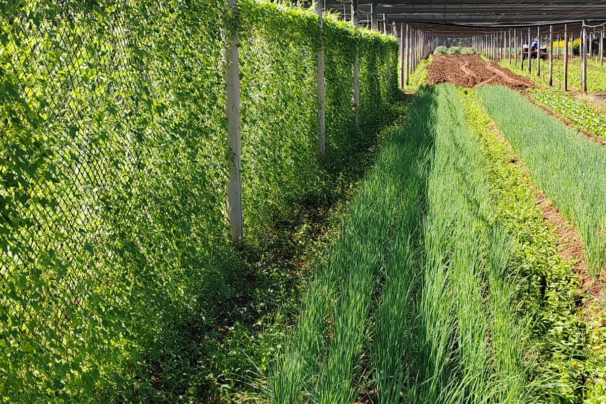 Vegetable irrigation farm with factory and guesthouses for sale - Photo 2