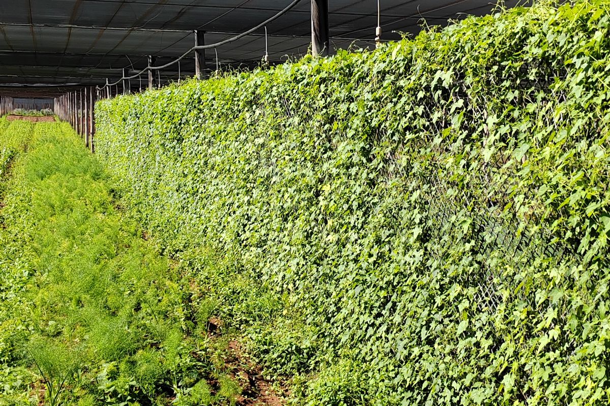 Vegetable irrigation farm with factory and guesthouses for sale - Photo 3