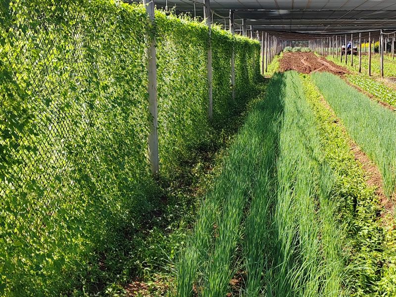 A well-maintained farm garden featuring rows of crops protected by an overhead shade netting structure and perimeter chain link fencing.