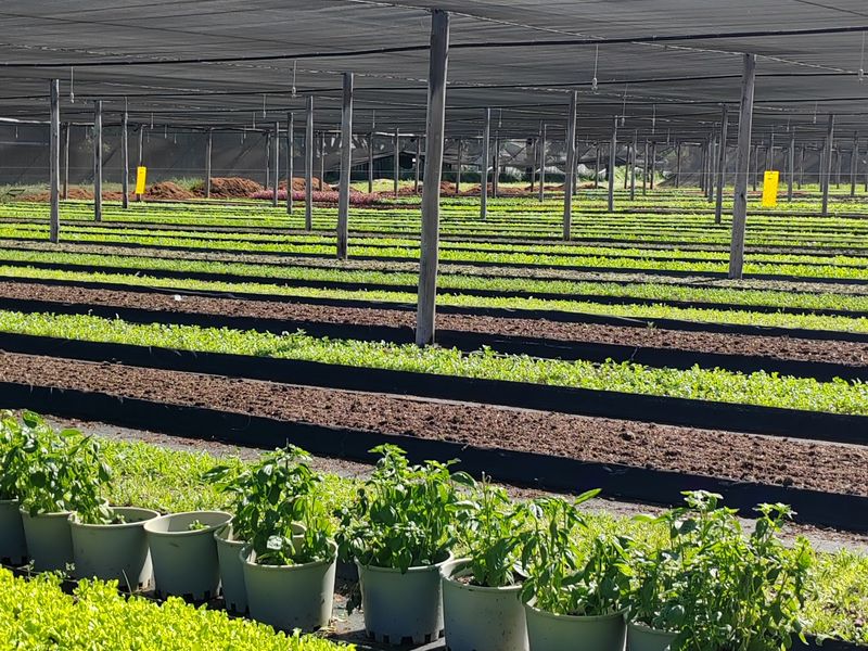 A well-maintained commercial nursery area featuring extensive raised planting beds, overhead shade netting, and an integrated irrigation system for crop cultivation.