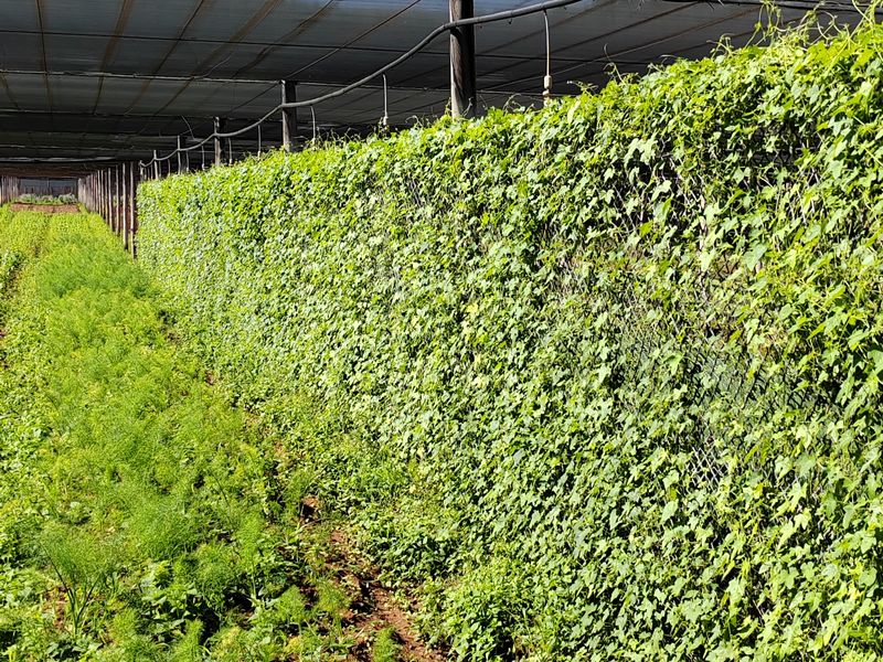 A cultivated farm plot featuring a chain link fence covered in climbing vegetation, protected by an overhead shade netting structure.