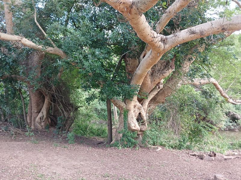Beautiful 21 ha Farm for Sale – Only 15 km from Empangeni - Photo 8