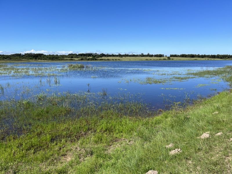 Cattle Farm in Bathurst - Photo 10