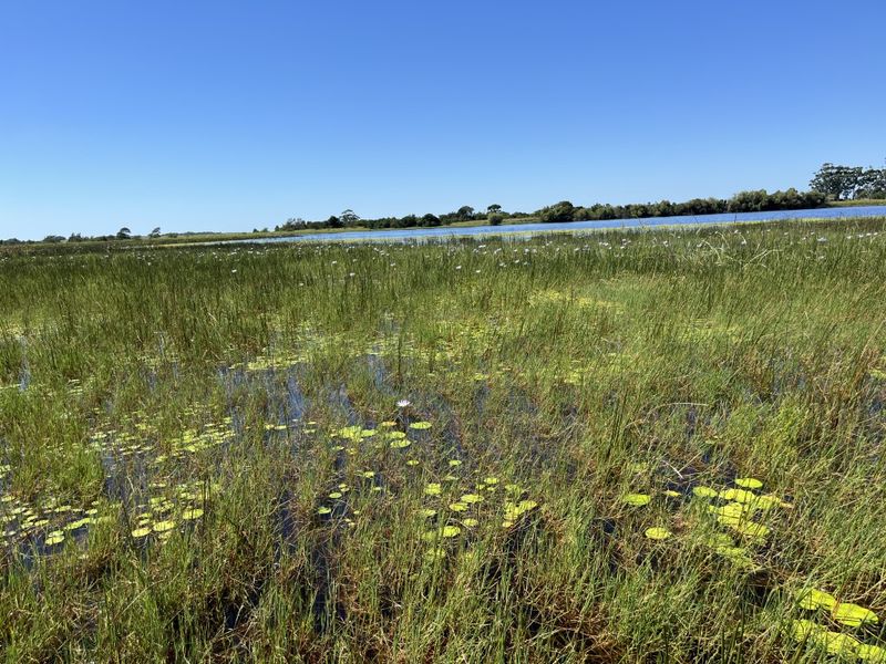 Cattle Farm in Bathurst - Photo 9