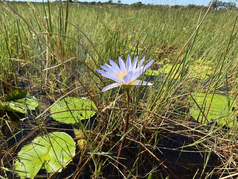 Cattle Farm in Bathurst - Photo 8