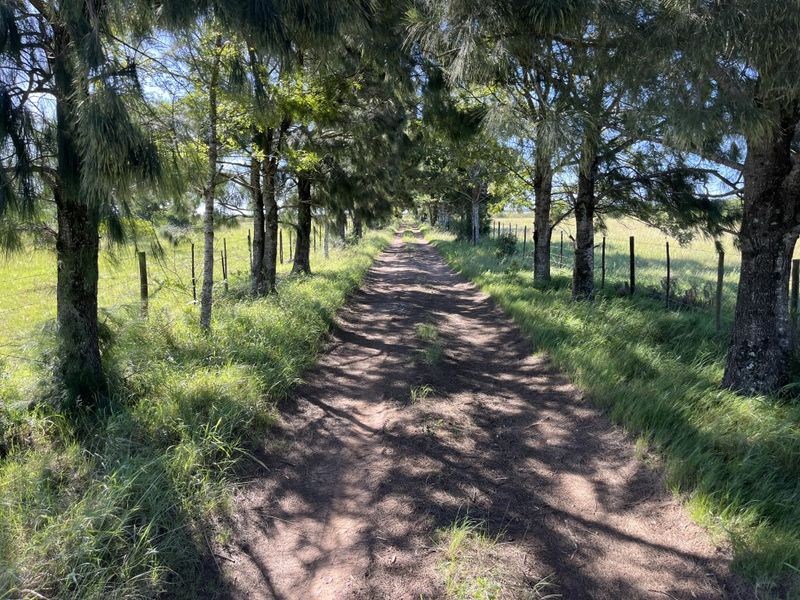 Cattle Farm in Bathurst - Photo 6
