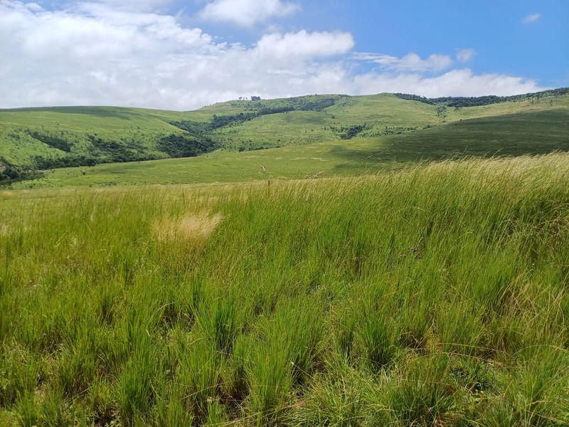 MOOI RIVER : 2 524ha MIXED CATTLE AND CROPPING FARM -COMPRISING 7 ADJOINING SUBDIVISIONS-R62 000 000 - Photo 3