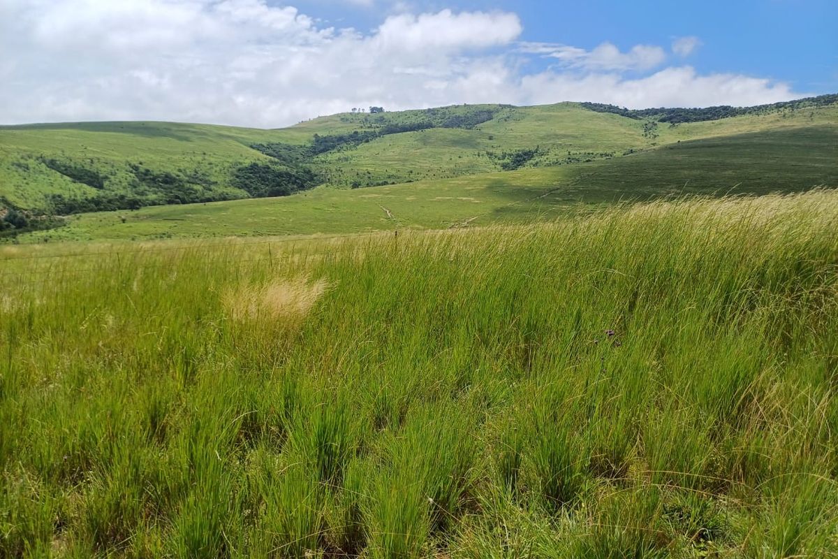 MOOI RIVER : 2 524ha MIXED CATTLE AND CROPPING FARM -COMPRISING 7 ADJOINING SUBDIVISIONS-R62 000 000 - Photo 3