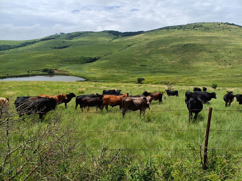 MOOI RIVER : 2 524ha MIXED CATTLE AND CROPPING FARM -COMPRISING 7 ADJOINING SUBDIVISIONS-R62 000 000 - Photo 2