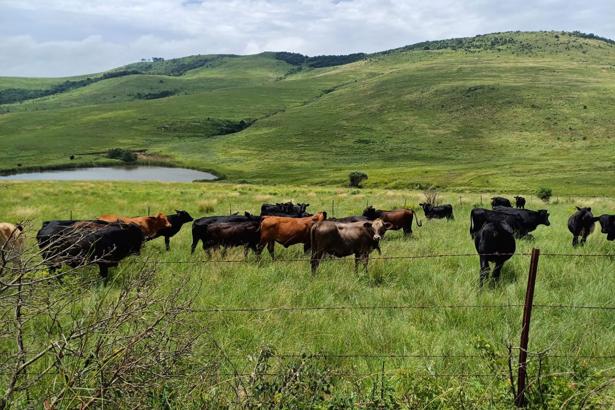 MOOI RIVER : 2 524ha MIXED CATTLE AND CROPPING FARM -COMPRISING 7 ADJOINING SUBDIVISIONS-R62 000 000 - Photo 2