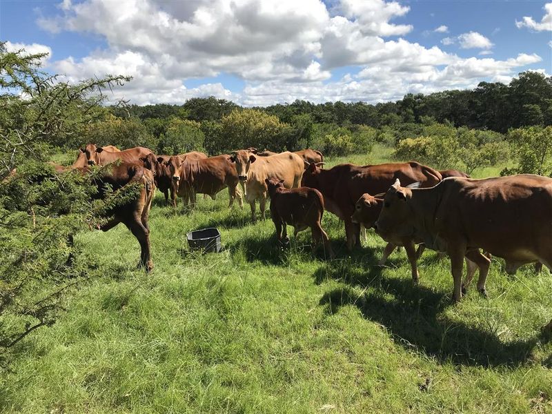 Cattle farm in Bathurst - Photo 2