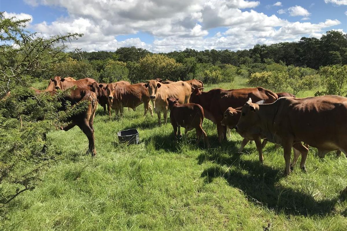 Cattle farm in Bathurst - Photo 2