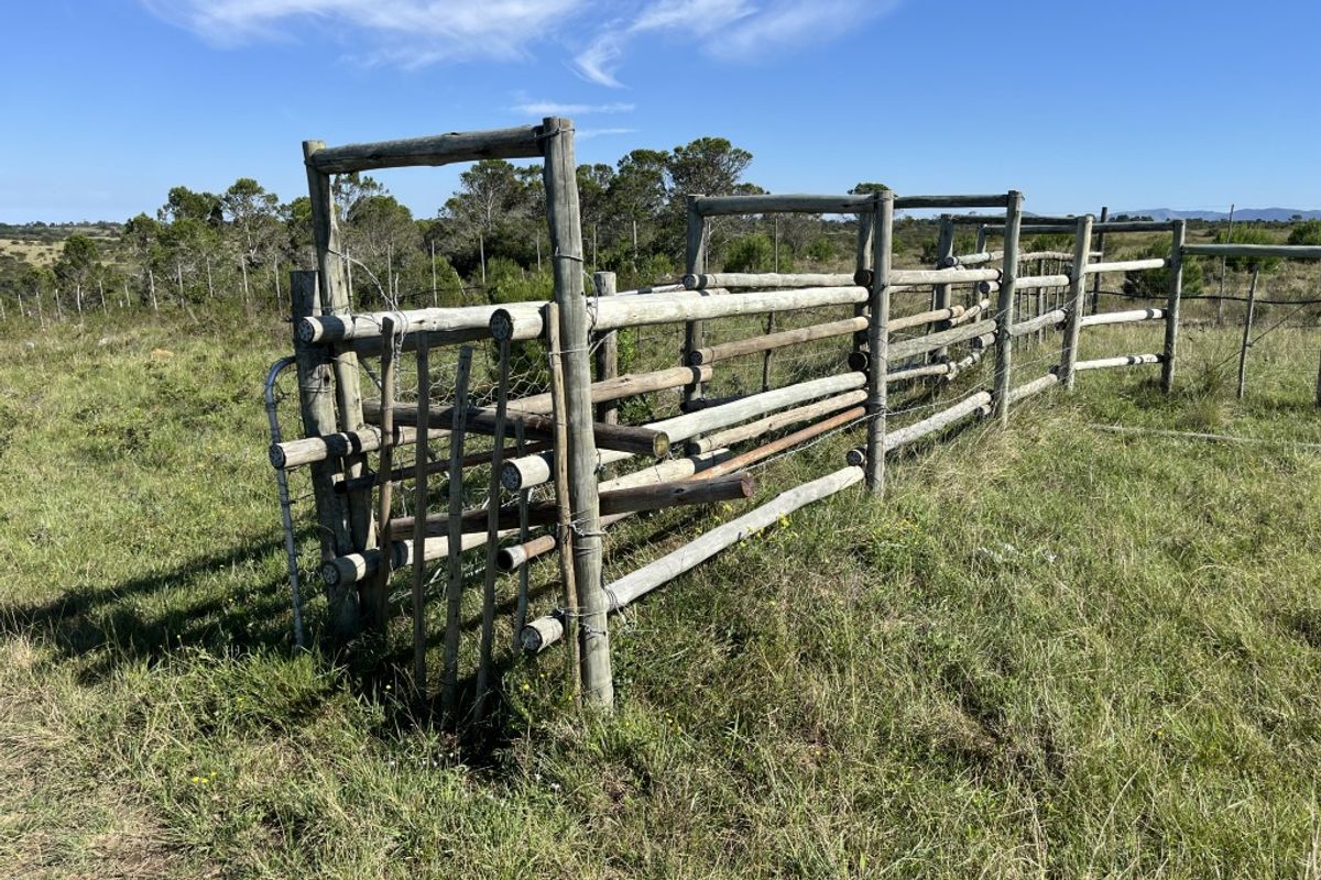 Cattle farm in Bathurst - Photo 4
