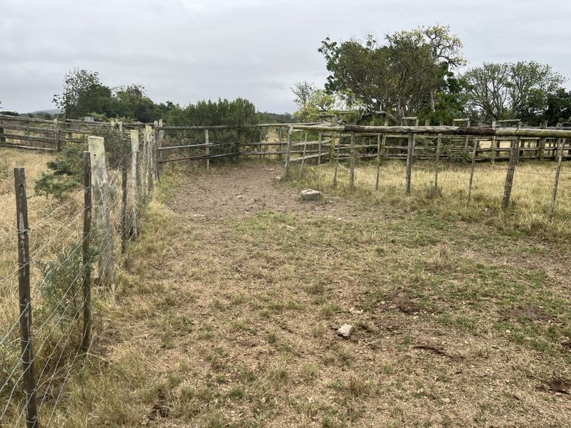 Cattle farm in Bathurst - Photo 5