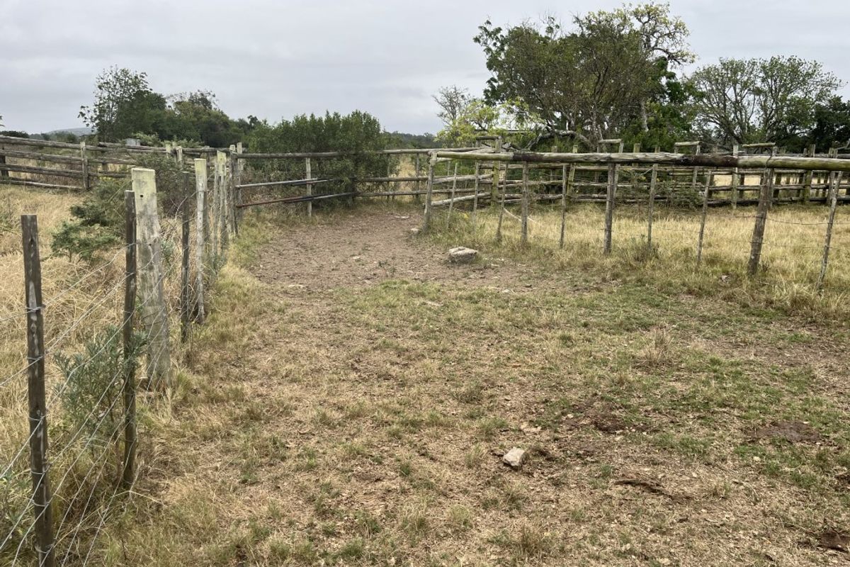 Cattle farm in Bathurst - Photo 5