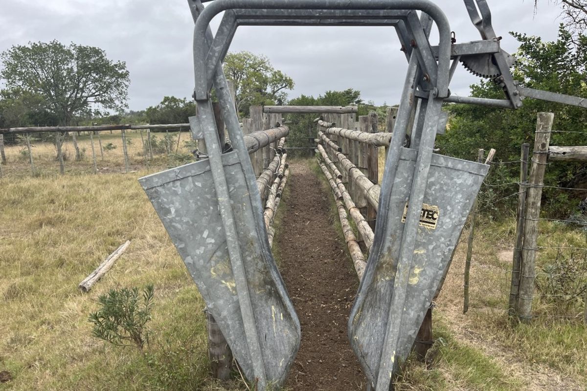 Cattle farm in Bathurst - Photo 3