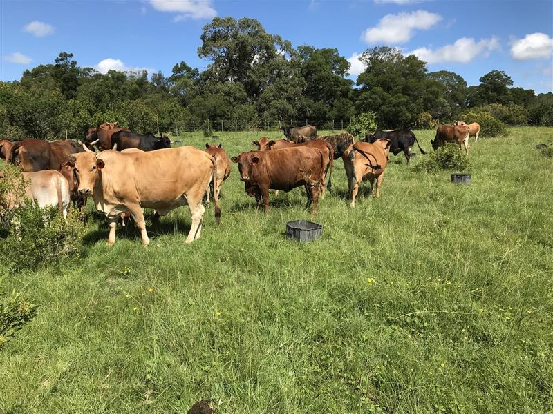 Cattle farm in Bathurst - Photo 1