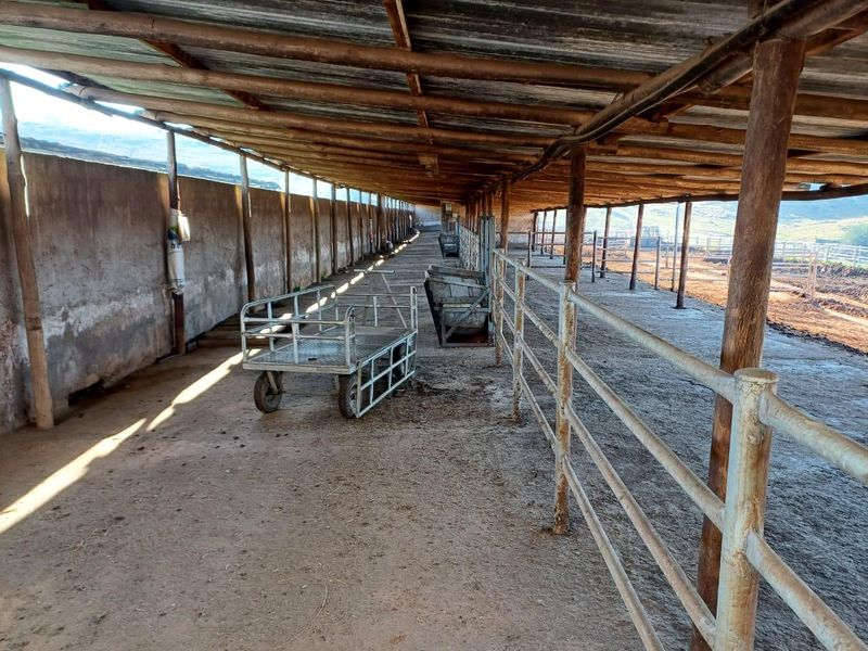 KZN MIDLANDS :  89ha  LIVESTOCK FARM  WITH WELL DEVELOPED FEEDLOT FACILITIES - Photo 10