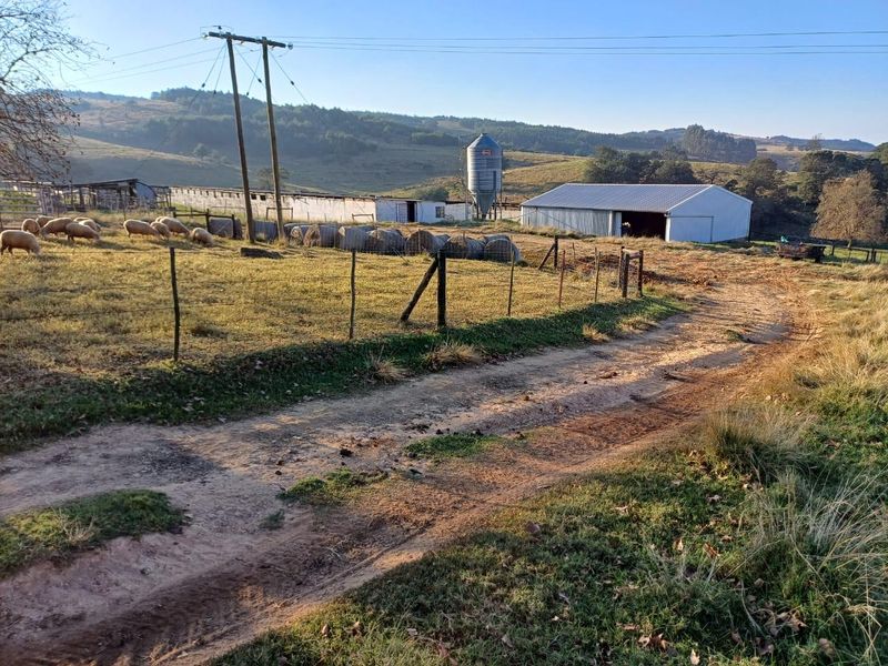 KZN MIDLANDS :  89ha  LIVESTOCK FARM  WITH WELL DEVELOPED FEEDLOT FACILITIES - Photo 5