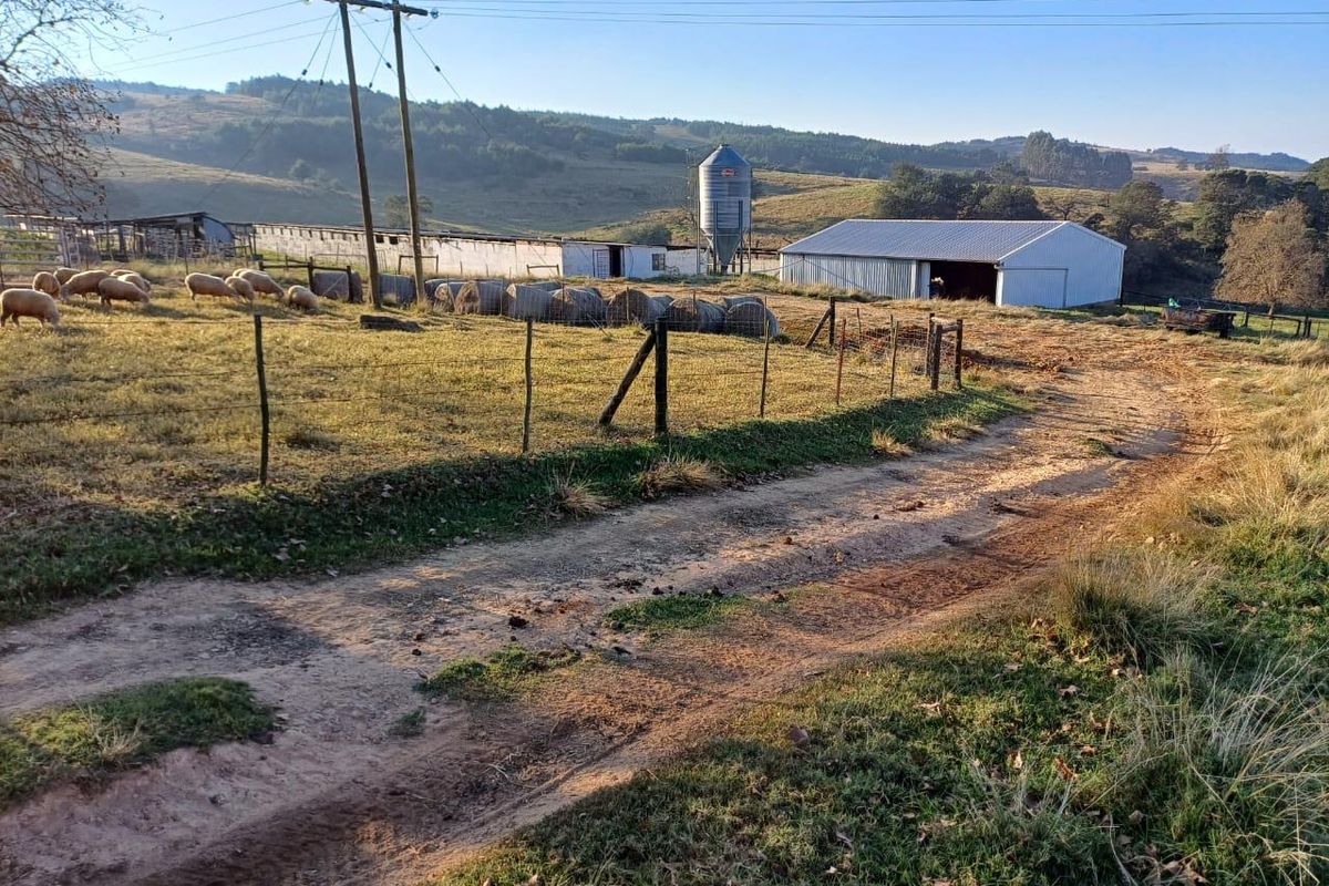 KZN MIDLANDS :  89ha  LIVESTOCK FARM  WITH WELL DEVELOPED FEEDLOT FACILITIES - Photo 5