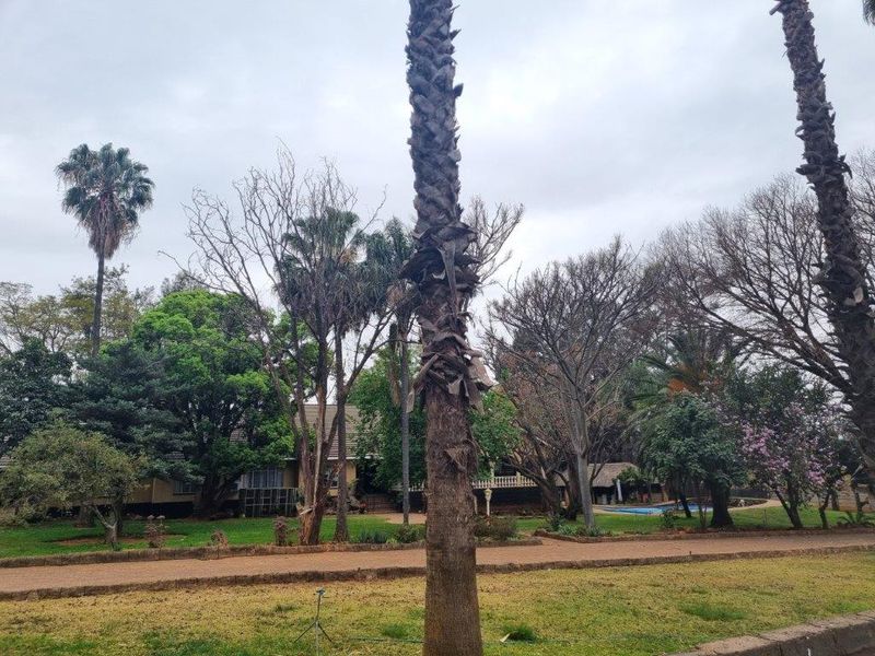 A view of the expansive farm garden featuring mature palm trees, established landscaping, and a gravel pathway leading toward the main residence.