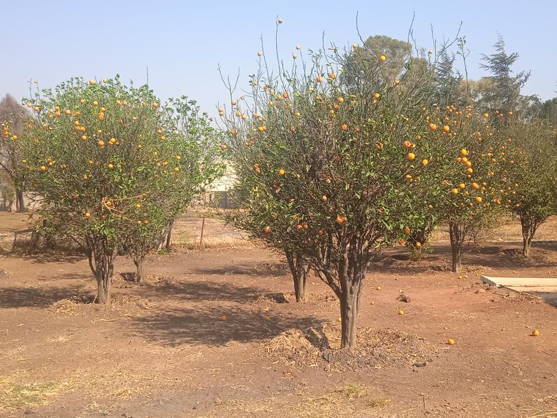 A small holding orchard featuring established citrus trees and a concrete slab area, set within a dry, open garden landscape.
