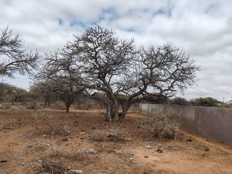 LIVESTOCK FARM IN BANDELIERKOP - Photo 5