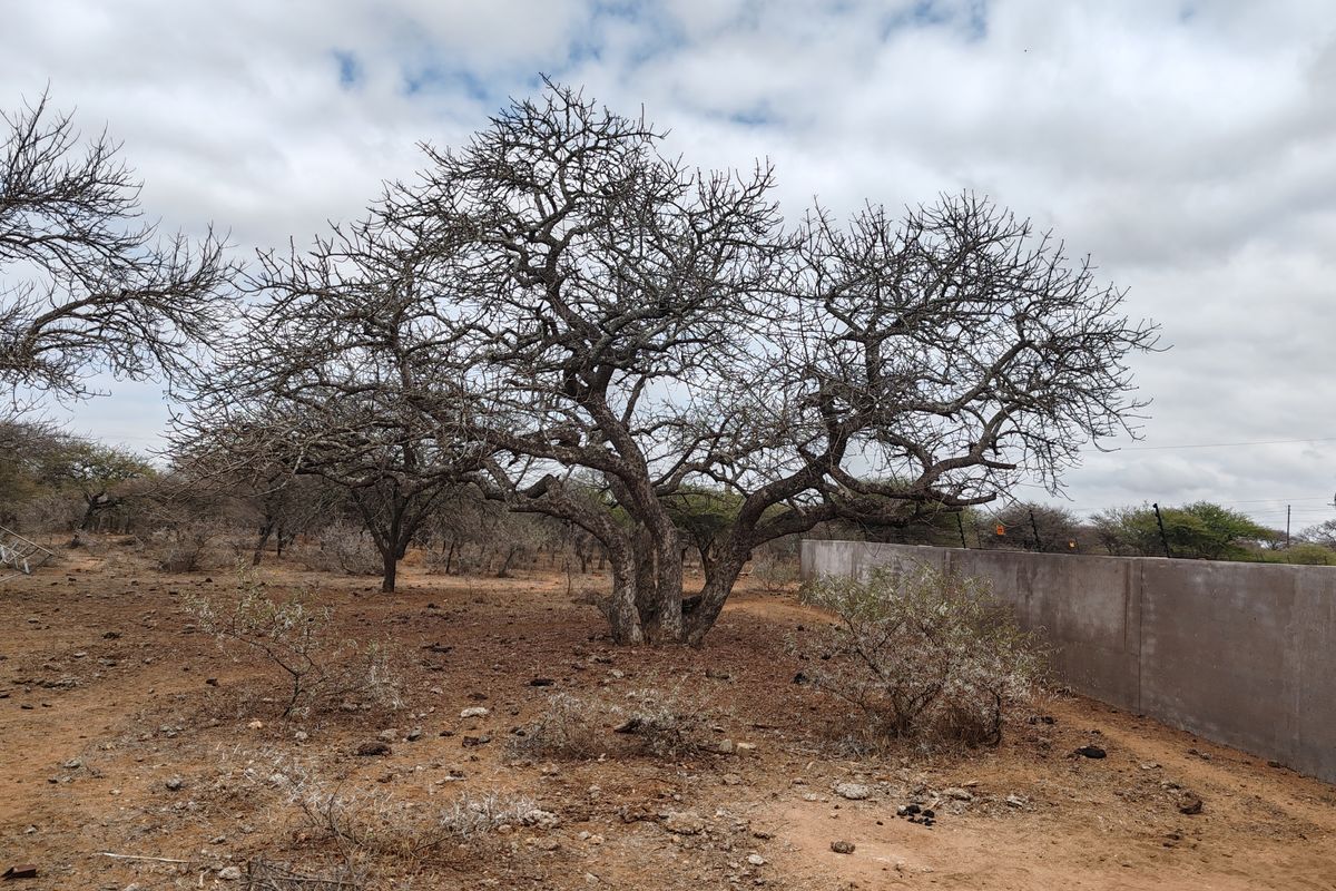LIVESTOCK FARM IN BANDELIERKOP - Photo 5