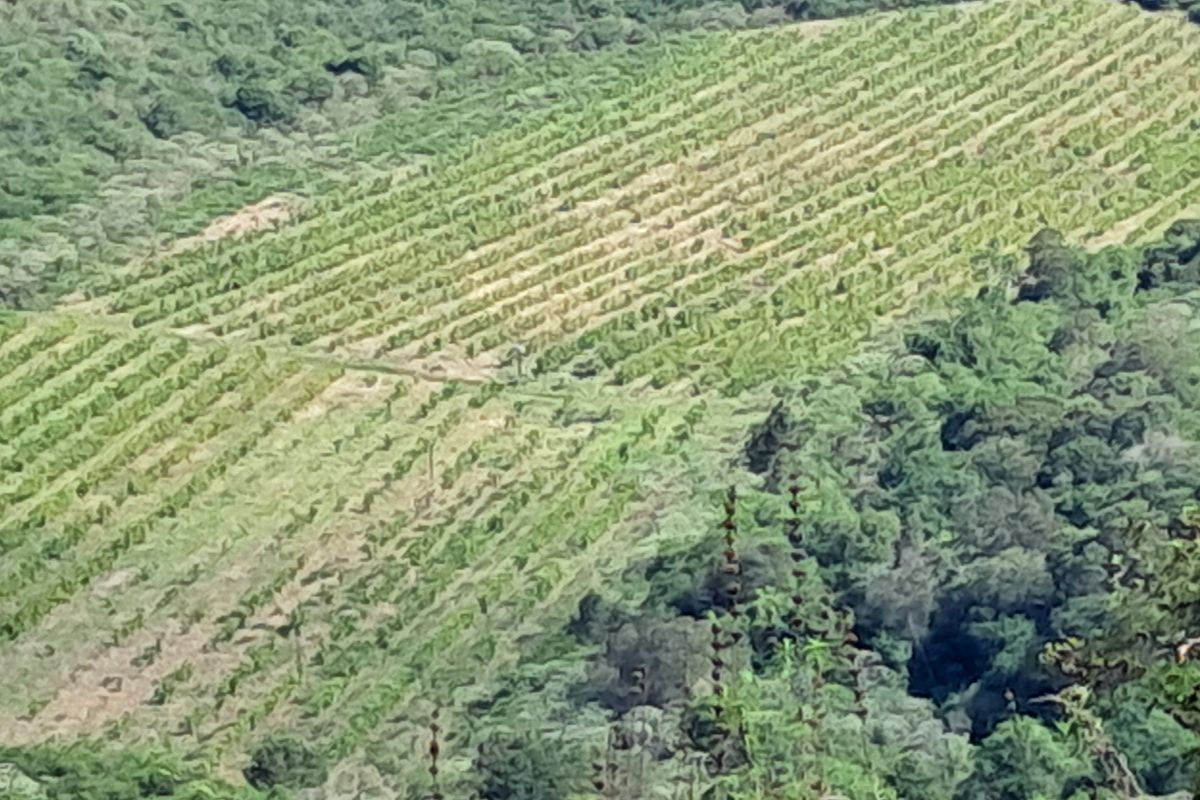 An elevated aerial view of a cultivated agricultural field or orchard set within a lush, forested landscape.