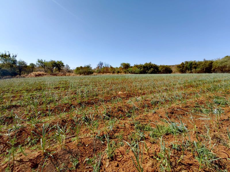 A wide-angle view of a cultivated farm field with established crops and surrounding mature trees under a clear blue sky.