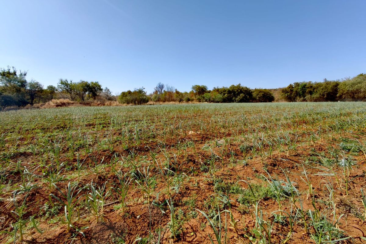 A wide-angle view of a cultivated farm field with established crops and surrounding mature trees under a clear blue sky.