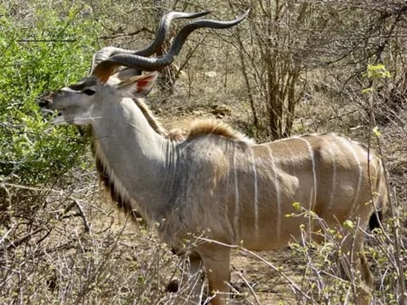 Limpopo – Magnificent Game Farm & Lodge - A Rare Investment Opportunity - Photo 8