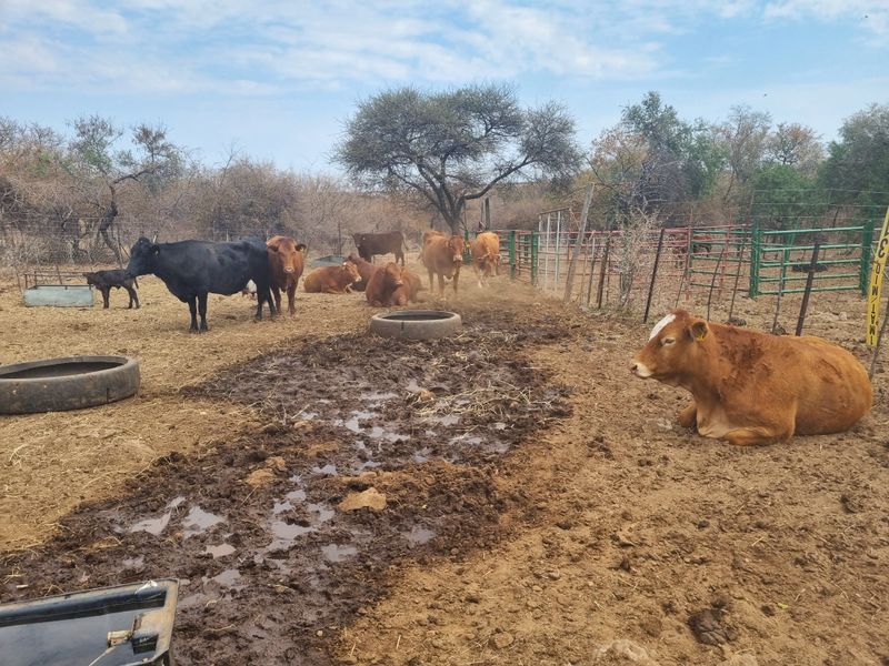 An outdoor farm enclosure featuring wire fencing, metal gates, and water troughs, currently used for livestock management.