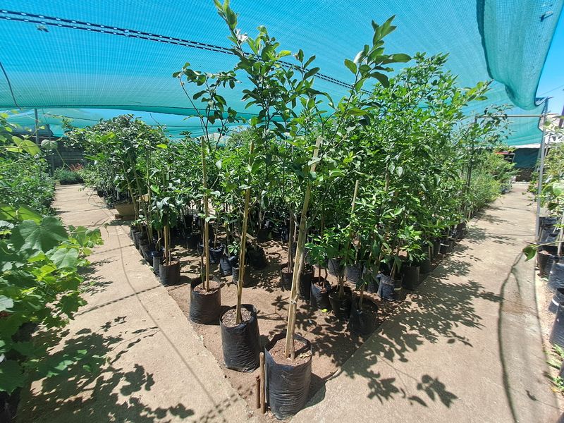 Charming Nursery for Sale – A Blossoming Business Opportunity! - Photo 6