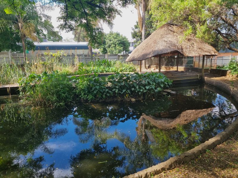 A natural pond area featuring a thatched lapa structure with timber decking, surrounded by mature trees and established garden landscaping.