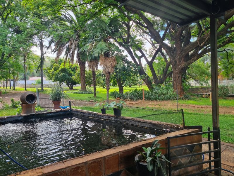 A view from a covered patio overlooking a raised fish pond set within a lush, tree-filled garden landscape.