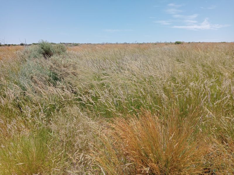 Expansive open grassland landscape typical of a rural farm property, featuring natural vegetation under a clear blue sky.