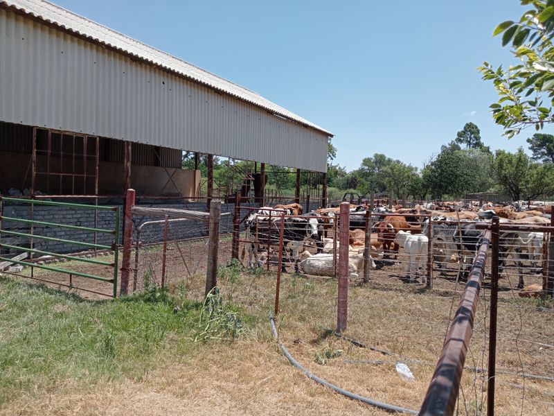 Exterior view of a farm structure featuring a large open-sided shed with corrugated metal roofing and extensive livestock fencing.