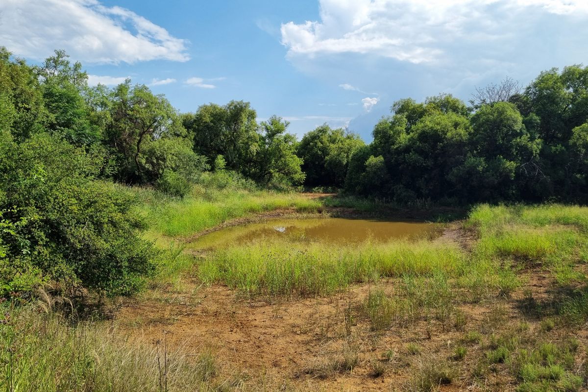 A natural landscape view of a vacant commercial plot featuring a small pond surrounded by indigenous trees and wild grasses.