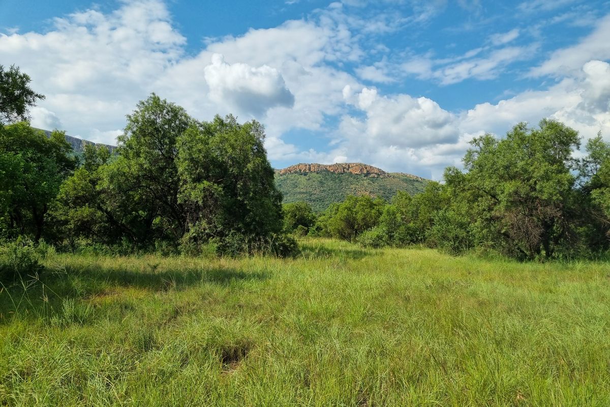 A scenic view of the undeveloped commercial land featuring natural grass, indigenous trees, and a prominent mountain backdrop.