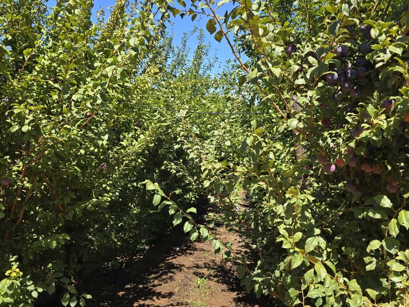 Franschhoek farm on the Wemmershoek river for sale. - Photo 9