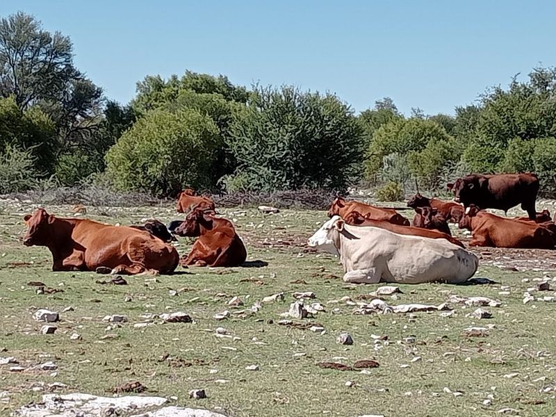A view of the farm land featuring open grazing pasture with natural vegetation and livestock.